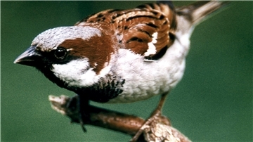 Der Hausspatz ist auch in diesem Jahr der häufigste Wintervogel in der Wesermarsch.