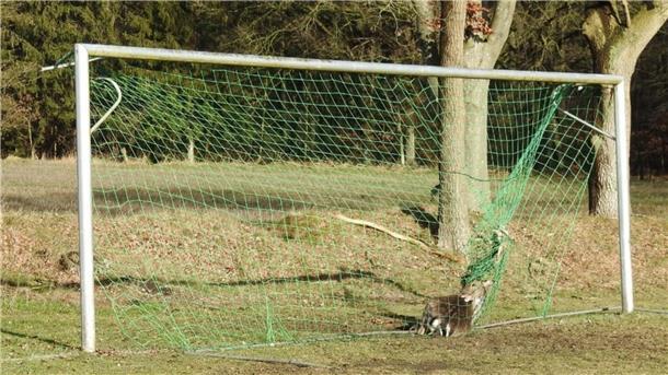 Tier verfängt sich in Kuhstedt in Tornetz Der hilflose Hirsch liegt im Netz.