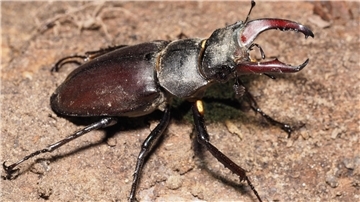 Hirschkäfer