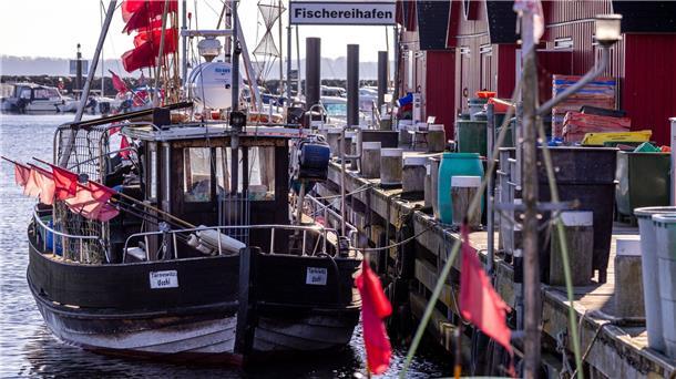 Erneut strenge Ostsee-Fanglimits erwartet Der hölzerne Fischkutter TAR006 liegt im kleinen Fischerhafen in Tarnewitz. Für Mitte Oktober erwarten die Fischer die neuen Festlegungen für die Fischfangmengen in der Ostsee durch die EU.