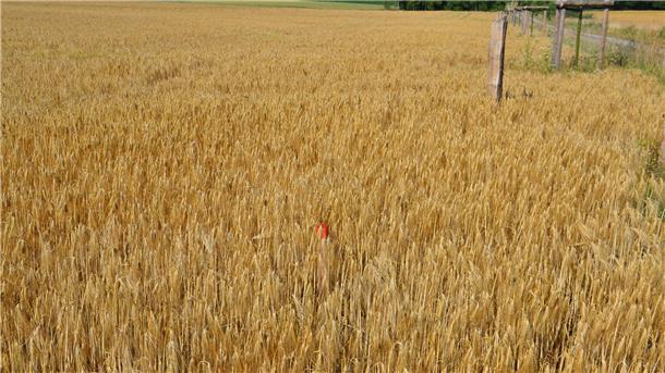 Elsdorf: Wo Grenzen nichts gelten Der Holzpflock mit rotem Kopf markiert die Grenze zwischen Acker und öffentlichem Grund. Die Eichenpfähle markieren die Grenze des Vorgewendes. Nicht zu übersehen. Und doch ist der Wegrandstreifen nahezu vollständig widerrechtlich bestellt worden.