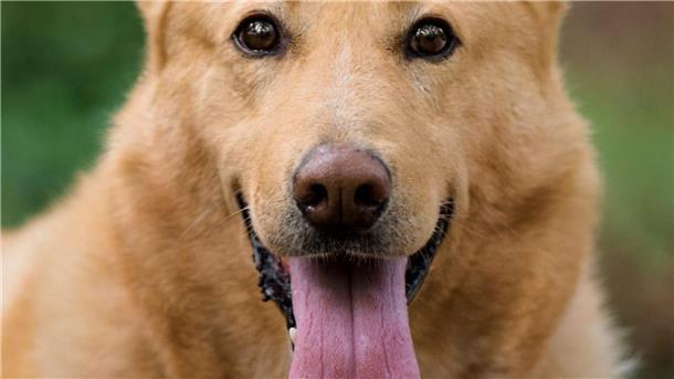 Schäferhund-Mix Boomer sucht ein neues Zuhause Hund Boomer