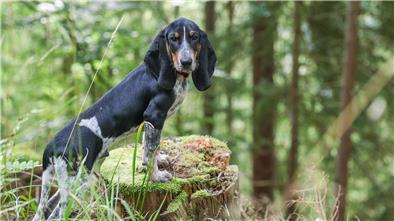 Der Hund kennt sich gut aus im Wald. Sein Herrchen ist Förster.