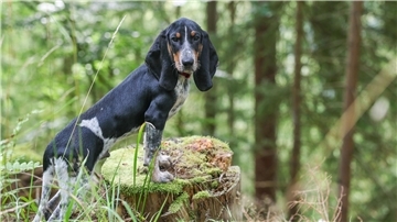 Der Hund kennt sich gut aus im Wald. Sein Herrchen ist Förster.