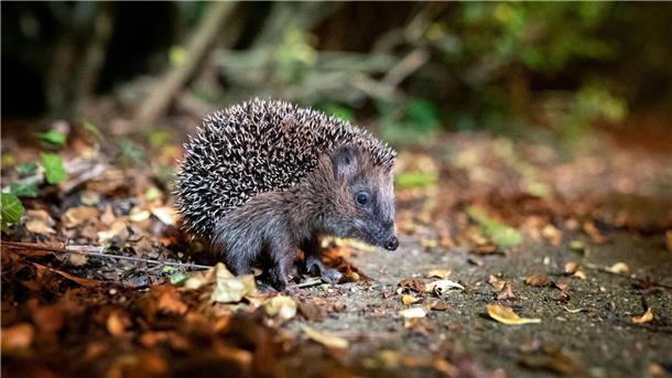 Der Igel ist das Tier des Jahres 2024 Der Igel ist zum Tier des Jahres 2024 gewählt worden.