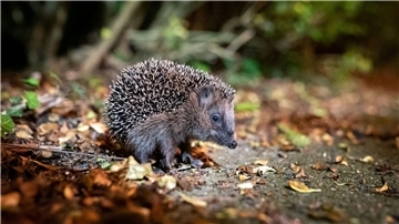 Der Igel ist zum Tier des Jahres 2024 gewählt worden.