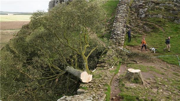 Der illegal gefällte Berg-Ahorn-Baum („Sycamore Tree“) am Hadrianswall in Northumberland. Der Vorfall hatte in Großbritannien große Betroffenheit ausgelöst.