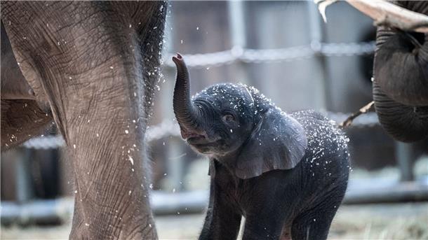 Elefant wegen Tetanus eingeschläfert - erster Fall in Europa Der junge Elefantenbulle Tsavo aus dem Wuppertaler Zoo wurde eingeschläfert.