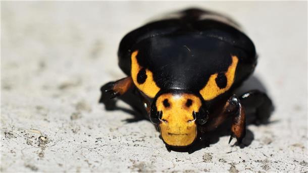 Drohende Käfer und kämpfende Antilopen Der Käfer soll sich mit der stierähnlichen Musterung immer wieder Richtung Kameralinse gedreht haben.