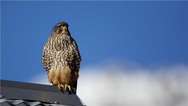 Flitzer mit Krone: Karearea ist Neuseelands Vogel des Jahres Der Karearea ist Neuseelands einziger Falke.