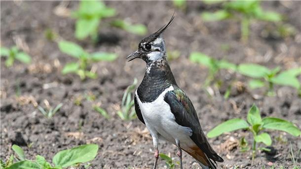 Luftakrobat mit Seltenheitswert: Kiebitz „Vogel des Jahres“ Der Kiebitz ist inzwischen stark gefährdet.