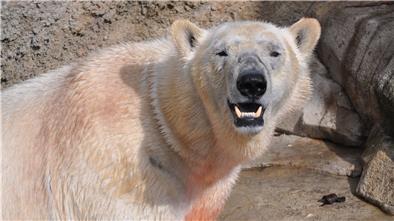 Der kinderlose Herbert war auch ohne Nachwuchs ein Star. Nach seinem Tod begann mit Nachfolger Lloyd die aktuelle Erfolgsgeschichte im Zoo am Meer.