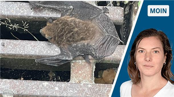 Kleine Story zu Halloween über eine oft missverstandene Spezies Fledermaus und Frau