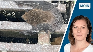 Kleine Story zu Halloween über eine oft missverstandene Spezies Fledermaus und Frau