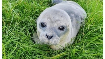 Der kleine Heuler ist vor einem Jahr in Bremerhaven gestrandet. 