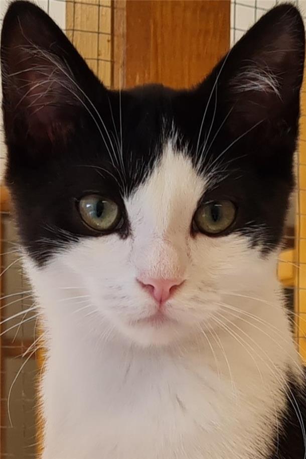 Eine kleine Katze.