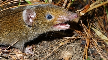 Der Kleine Rattenigel hat weiches Fell und scharfe Reißzähne.