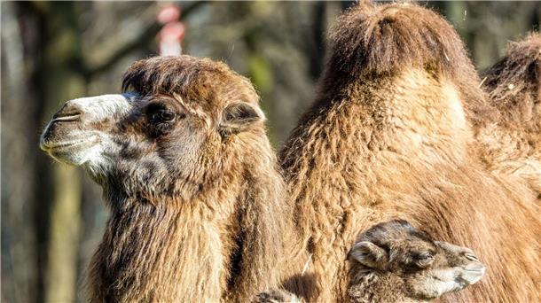 Nachwuchs bei den Trampeltieren im Tierpark Cottbus Der kleine Ringo genießt mit seiner Mutter Kashuri einen entspannten Tag steht im Cottbuser Tierpark.