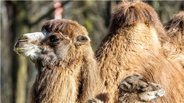 Der kleine Ringo genießt mit seiner Mutter Kashuri einen entspannten Tag steht im Cottbuser Tierpark.