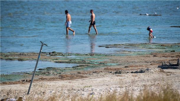 Sommerferien: Welche Vorteile haben Früh- und Spätstarter? Der Kontakt mit blühenden Blaualgen kann unangenehme Folgen haben - wie Übelkeit, Fieber oder gar Atemnot. Zu Beginn des Sommers ist das meist noch kein Problem. (Symbolbild)