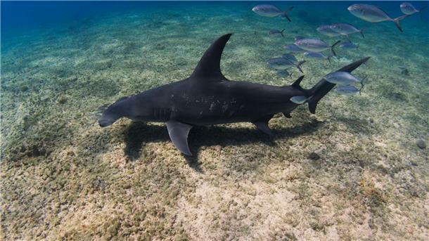 Hammerhaie werden auf den Bahamas zu Stubenhockern Der Kopf von Hammerhaien ist seitlich stark verbreitert, Augen und Nasenlöcher sitzen an den Enden dieser hammerförmigen Ausläufer.
