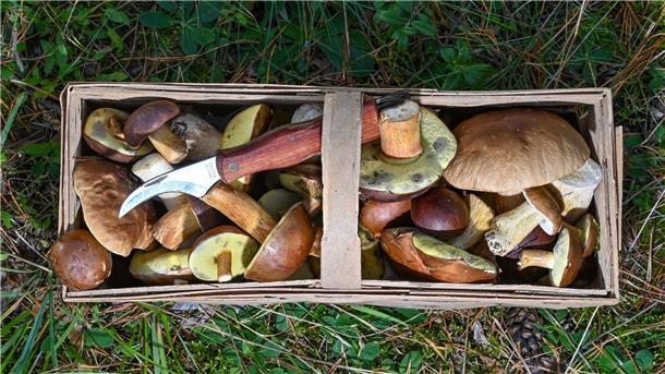Viele Wildpilze weiter radioaktiv belastet Der Korb eines Pilzsammlers.