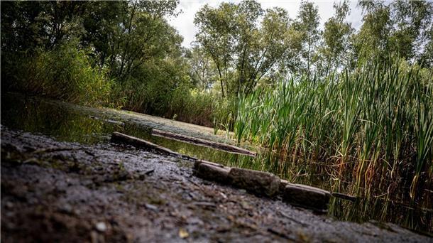 Künstliche Grundwasseranreicherung Lösung bei Dürre? Der Krugpfuhl in Berlin-Pankow ist fast verschwunden.