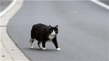 Der Landkreis Kelheim hat den „Katzennotstand“ ausgerufen (Symbolbild).