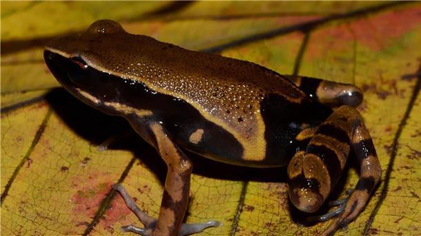 Kongobecken ist „Schatztruhe der biologischen Vielfalt“ Der Langfingerfrosch Cardioglossa annulata wurde erst vor Kurzem erstmals von Forschenden beschrieben. (Handout)