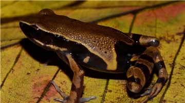 Der Langfingerfrosch Cardioglossa annulata wurde erst vor Kurzem erstmals von Forschenden beschrieben. (Handout)