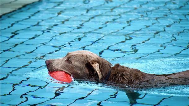 Der letzte Badetag der Saison gehörte im Wilstedter Heidebad den Hunden. Zuvor tummelten sich während der Saison in allen drei Freibädern in der Samtgemeinde Tarmstedt mehr als 58.000 Badegäste.