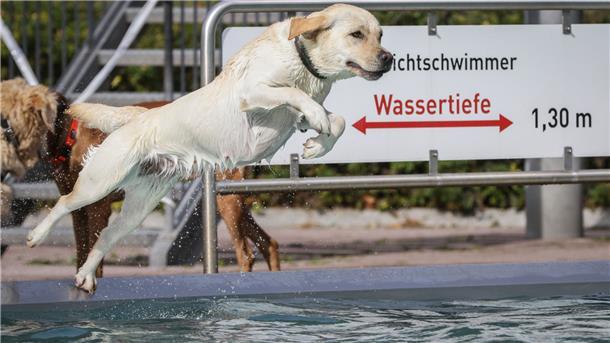 Der letzte Tag der Badesaison gehört in Wilstedt den Hunden. Sie dürfen am 17. September im Heidebad „abbaden“.