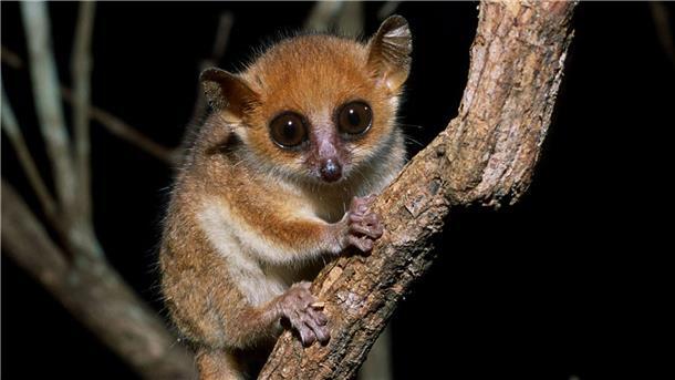 Bericht: Zahl bedrohter Affenarten nimmt zu Der Madame Berthes Mausmaki (Microcebus berthae) lebt auf Madagaskar und ist der kleinste lebende Primat der Welt.
