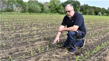 Landwirt im Maisfeld