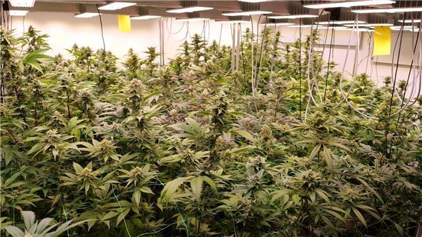 Cannabis-Schwarzmarkt bisher kaum verdrängt Der Marktanteil von Anbauvereinigungen ist laut Bericht bisher sehr gering. (Archivfoto).