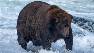 Der massige Braunbär Nummer 747 mit dem Spitznamen „Jumbo Jet“ im Katmai-Nationalpark in Alaska.