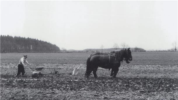 Der mehr als 80 Jahre alte Film „Die Heide stirbt“ aus dem Jahr 1931 zeigt, wie Menschen und Tiere damals in der Heidelandschaft lebten.
