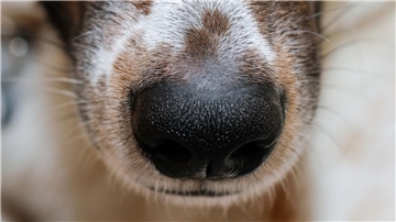 Der Mensch hat sich die phänomenale Hunde-Spürnase für die Jagd schon früh zunutze gemacht.