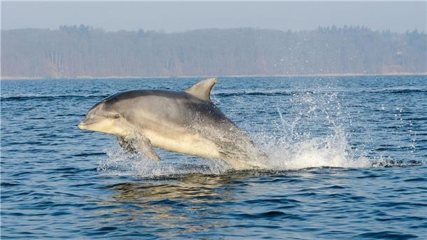 „Flipper“ beim Militär: Kampfdelfine im Kriegseinsatz Der militärische Einsatz von Delfinen ist mit hohem Aufwand verbunden.