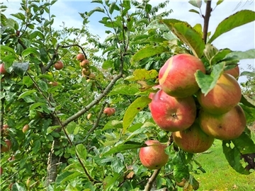 Der NABU Butjadingen feiert am 28. September ein Streuobstwiesenfest.