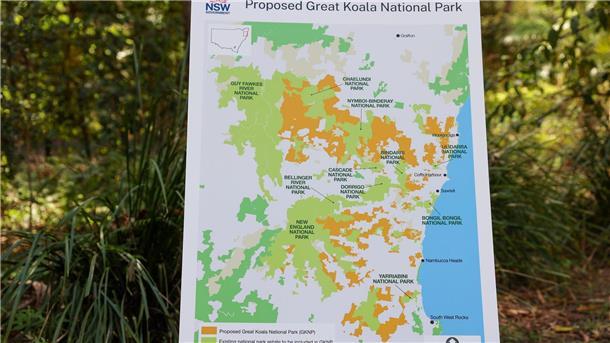 Australien schafft riesigen Nationalpark für Tausende Koalas Der Nationalpark wird einer der größten in Australien.