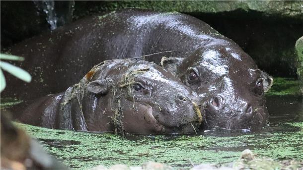 Berliner Mini-Hippo Toni zieht nach Mulhouse Der natürliche Lebensraum der Zwergflusspferde liegt in den Regenwäldern Westafrikas.