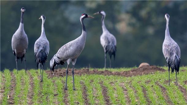 Der Naturschutzbund Deutschland (Nabu)  beobachtet ein verändertes Zugverhalten bei Kranichen.