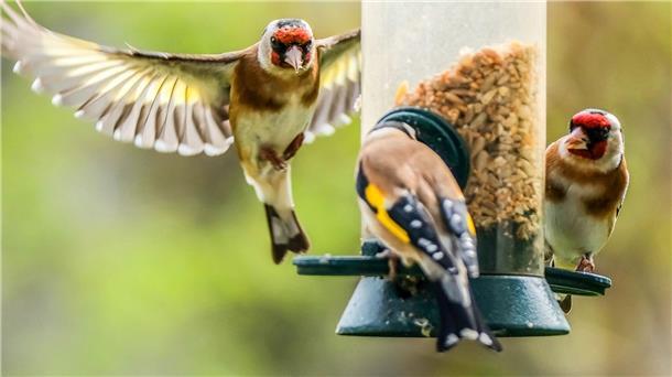 „Stunde der Gartenvögel“ - Bevölkerung soll Vögel zählen Der Naturschutzbund NABU ruft zur Mitzähl-Aktion „Stunde der Gartenvögel“ auf. Hier Stieglitze (Distelfinken) an einer Futtersäule.