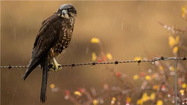 Falke gewinnt Abstimmung Der Neuseelandfalke wurde zum Vogel des Jahres seiner Heimat gewählt.