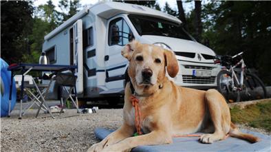 Der Nordenhamer Campingplatz kann unter anderem damit punkten, dass Hunde dort ausdrücklich erlaubt sind. Das sei längst nicht auf jedem Platz so, weiß Betreiber Sascha Schieffer.