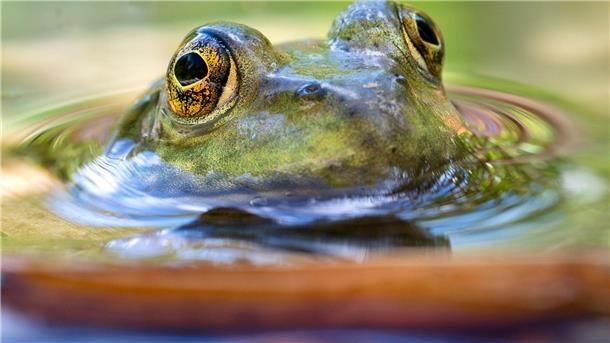 Der Ochsenfrosch verdankt seinen Namen seinem Gebrüll. Er erinnert an einen Ochsen.