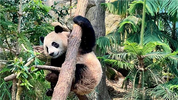 Pandas und Blumen: Wie Asien charmante Diplomatie betreibt Der Panda „Le Le“ muss zurück nach China fliegen.