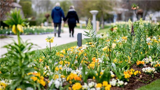Stadt Nordenham gibt wieder den Seniorenpass aus Ein Paar schlendert Hand in Hand in einem Park vorbei an blühenden Blumenbeeten.