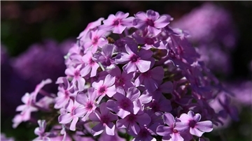 Ein Phlox blüht in strahlendem Lila.
